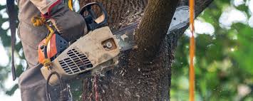 Best Weed Control  in Crownpoint, NM