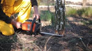 Best Tree Mulching  in Crownpoint, NM