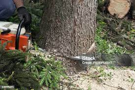 How Our Tree Care Process Works  in  Crownpoint, NM