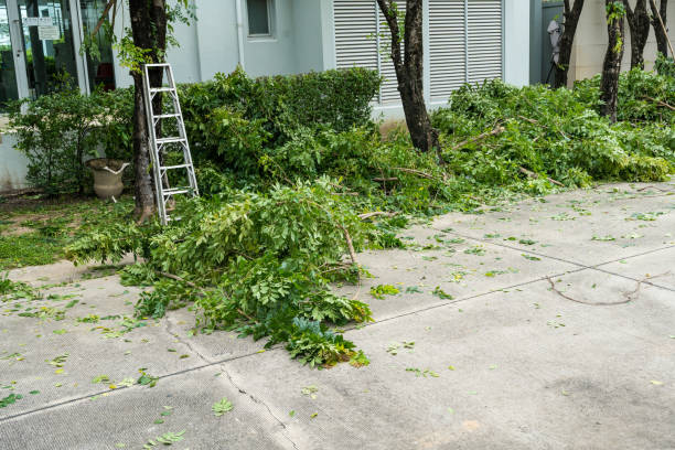 Best Lawn Disease Treatment  in Crownpoint, NM