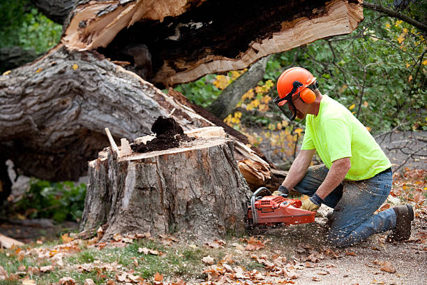 Reliable Crownpoint, NM Tree Removal Solutions