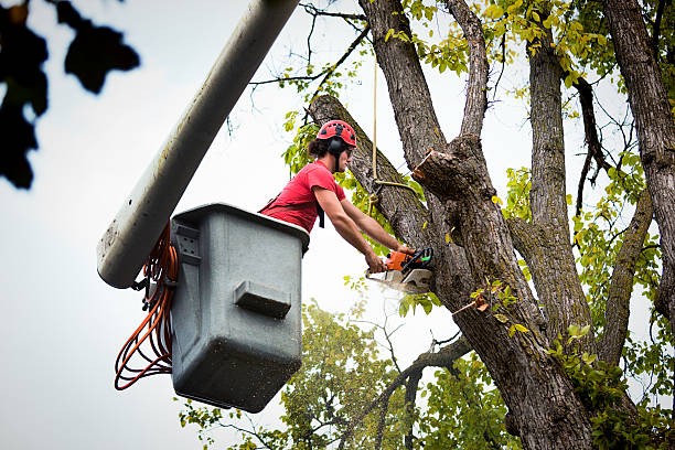 Best Tree Disease Treatment  in Crownpoint, NM